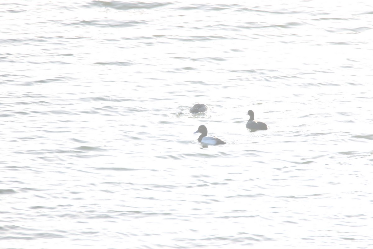 Greater Scaup - ML647179347