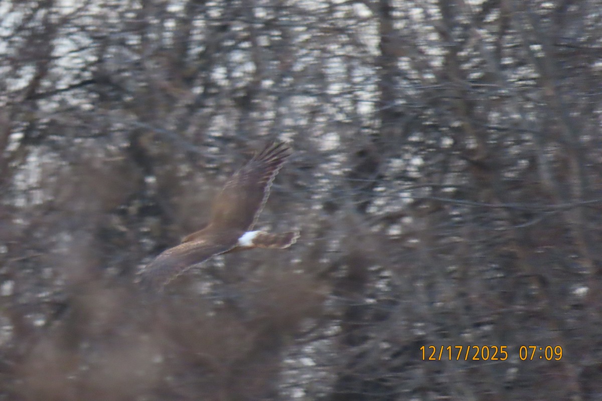 Northern Harrier - ML647179361