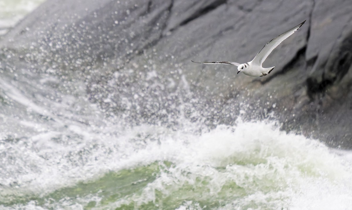 krykkje - ML647179364