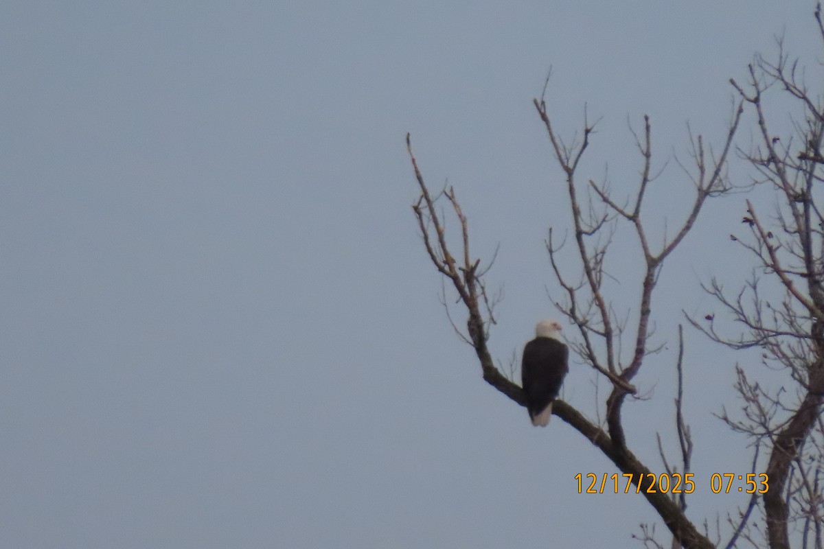 Bald Eagle - ML647179366