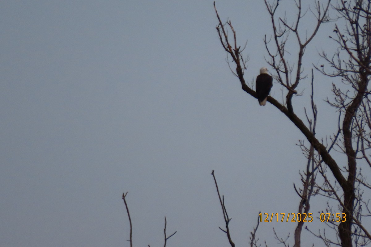Bald Eagle - ML647179367