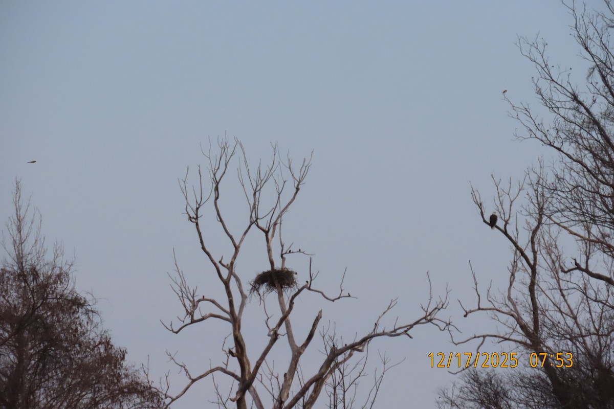 Bald Eagle - ML647179368