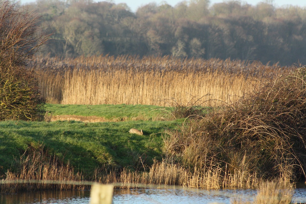 European Rabbit - ML647179371