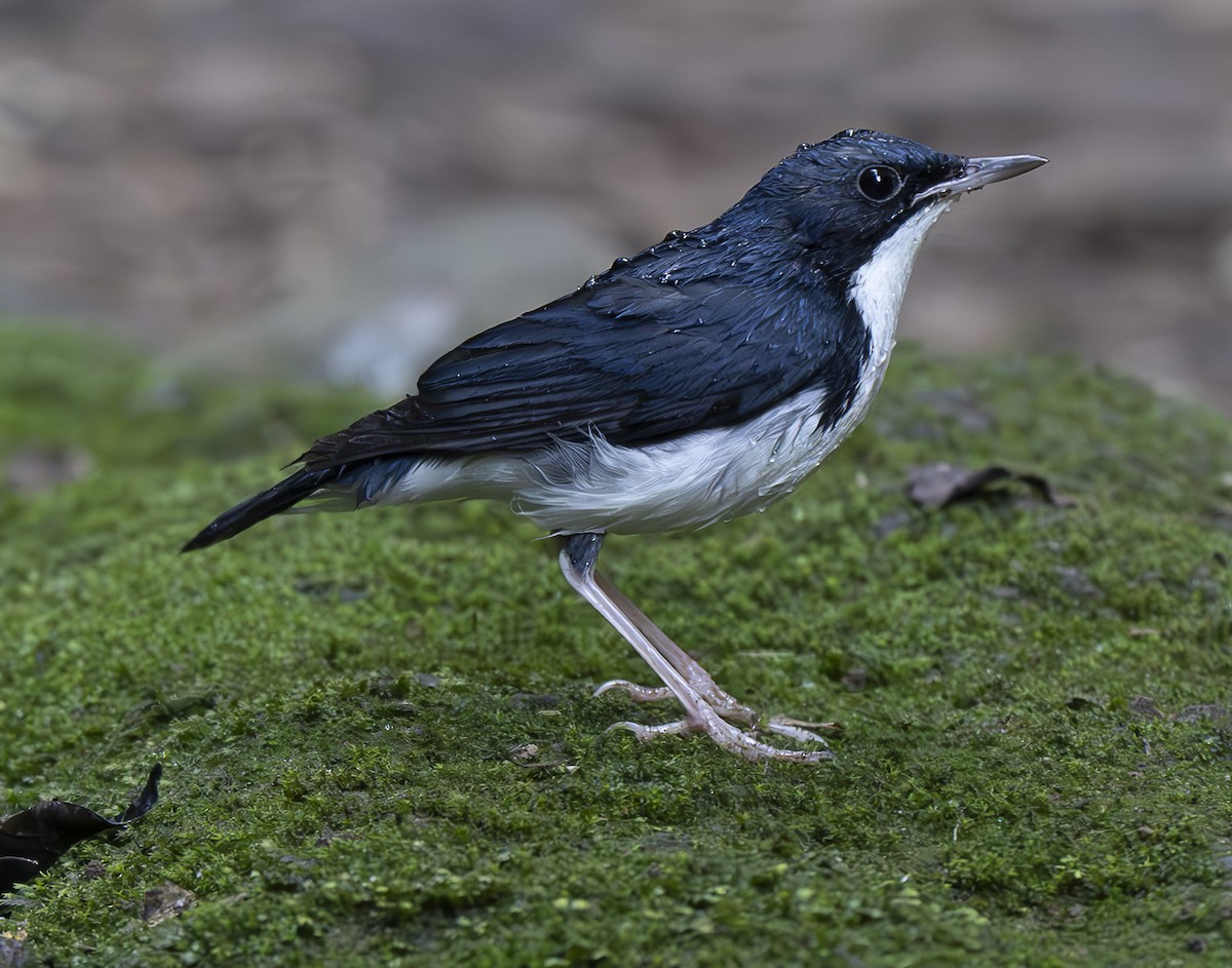 Siberian Blue Robin - ML647179383