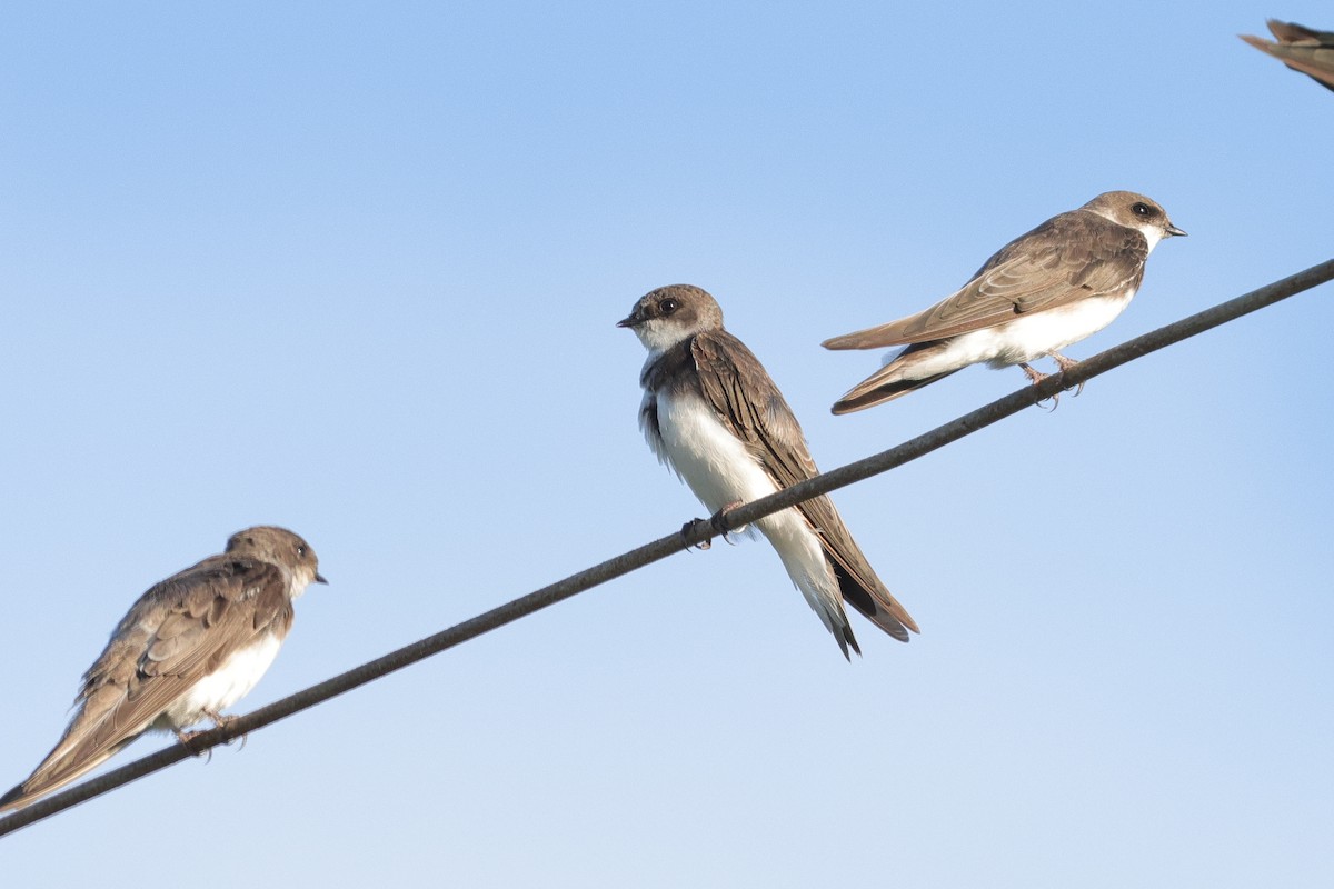 Uhalde-enara arrunta - ML647179384