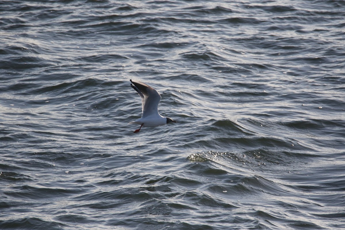 Black-headed Gull - ML647179385