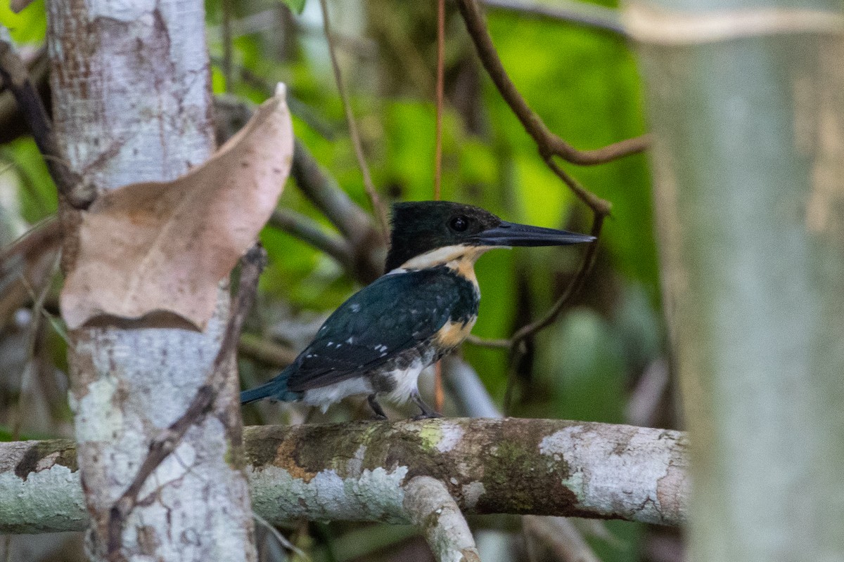 grønnisfugl - ML647179391