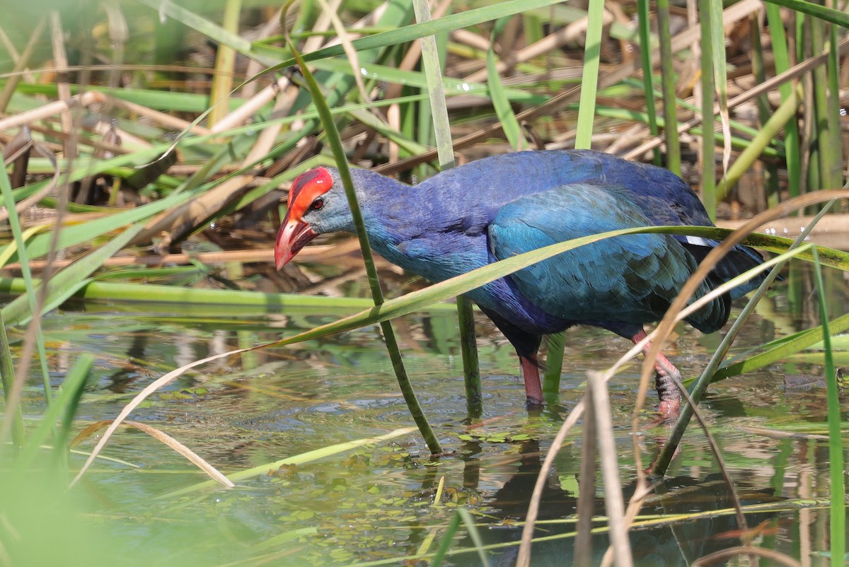 ギンバシ - ML647179402