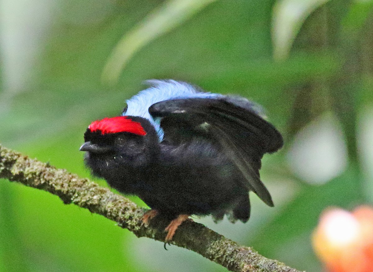 セアオマイコドリ - ML647179403