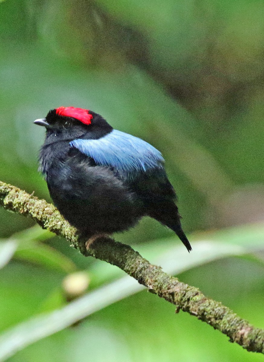 セアオマイコドリ - ML647179404