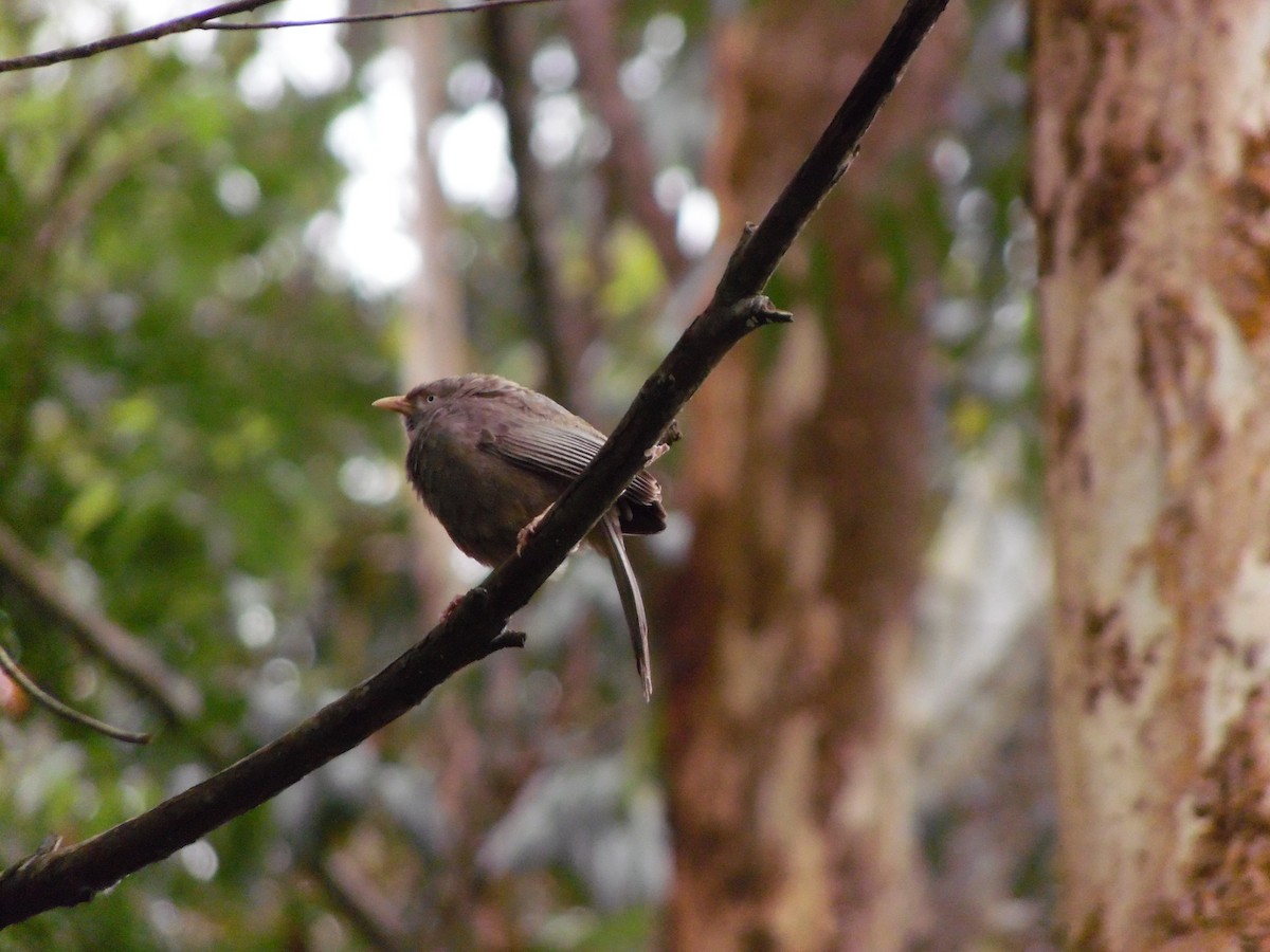 キバシヤブチメドリ - ML647179405