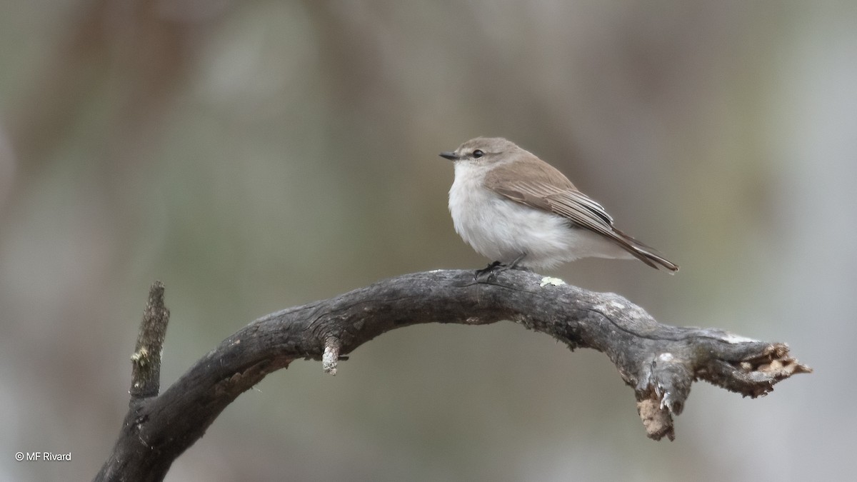 オジロオリーブヒタキ - ML647179406