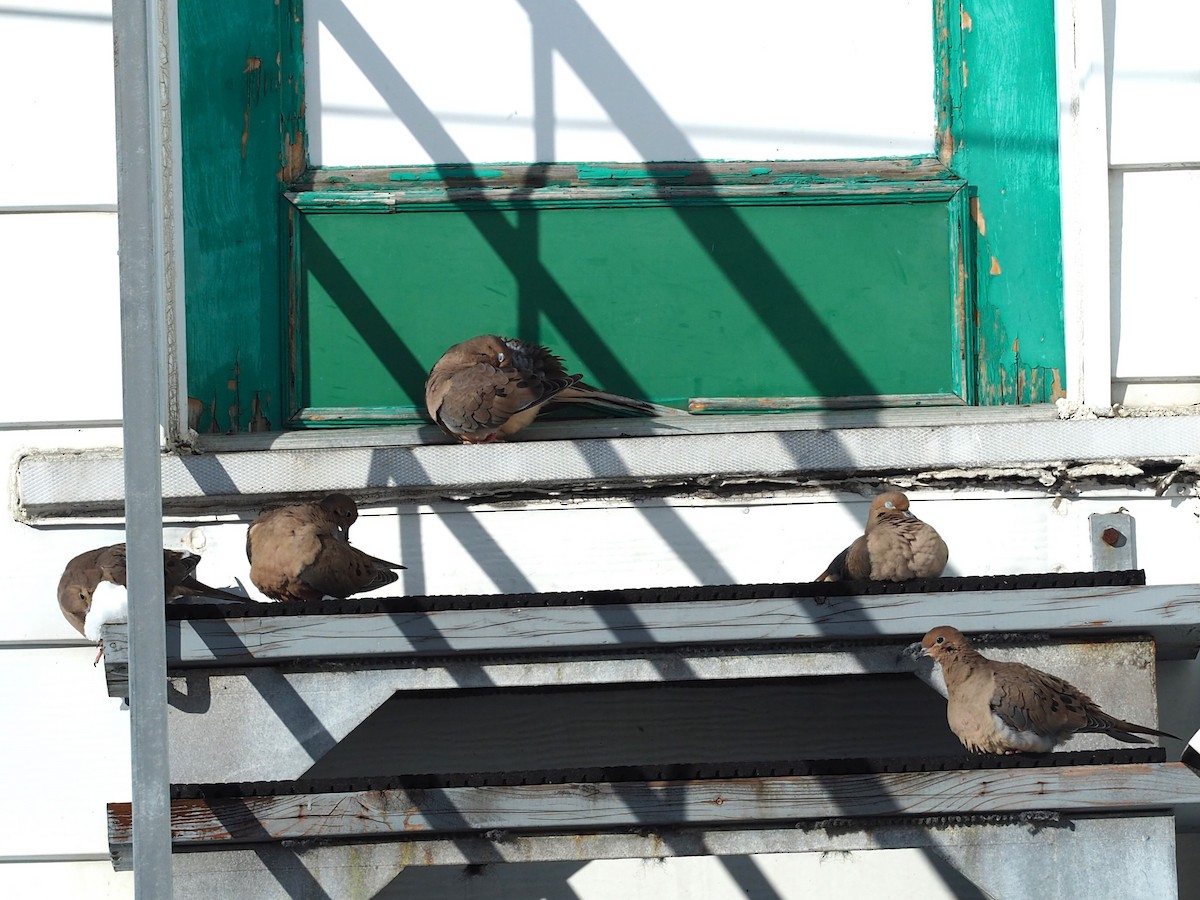 ナゲキバト - ML647179407