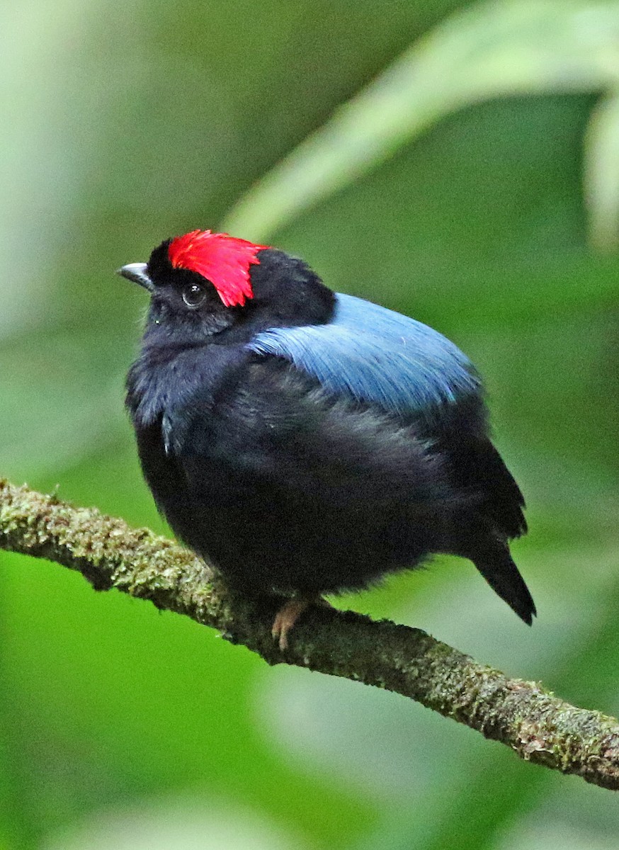 セアオマイコドリ - ML647179409