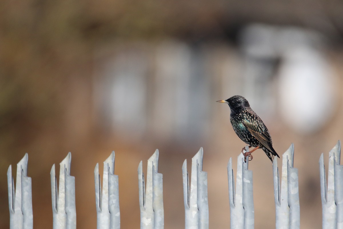 ホシムクドリ - ML647179410