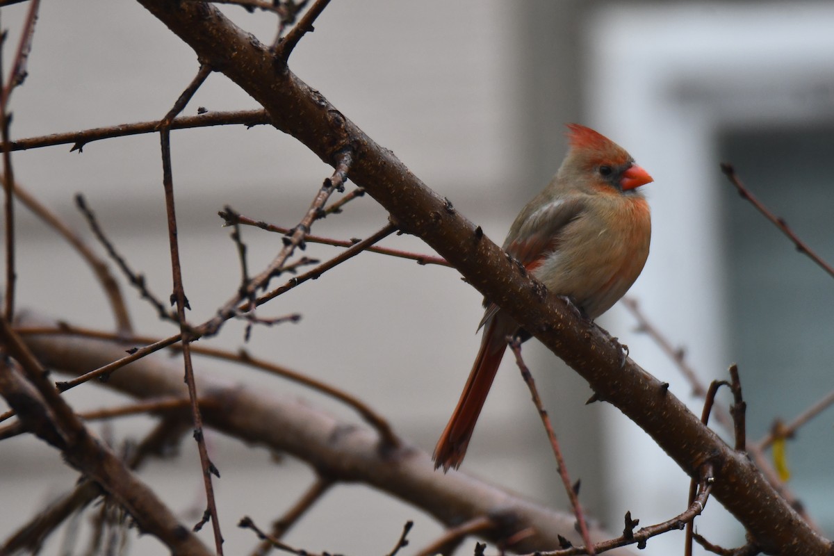 ショウジョウコウカンチョウ - ML647179411