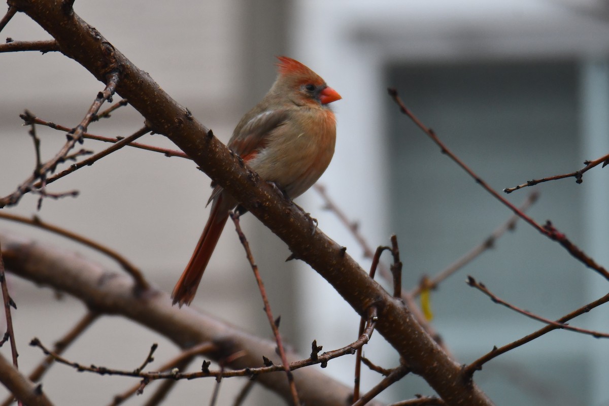 ショウジョウコウカンチョウ - ML647179412