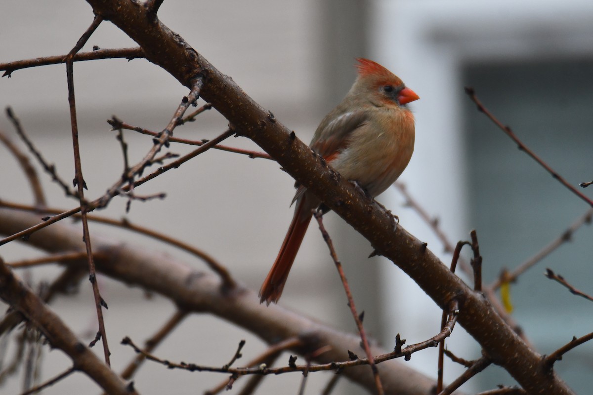 ショウジョウコウカンチョウ - ML647179413