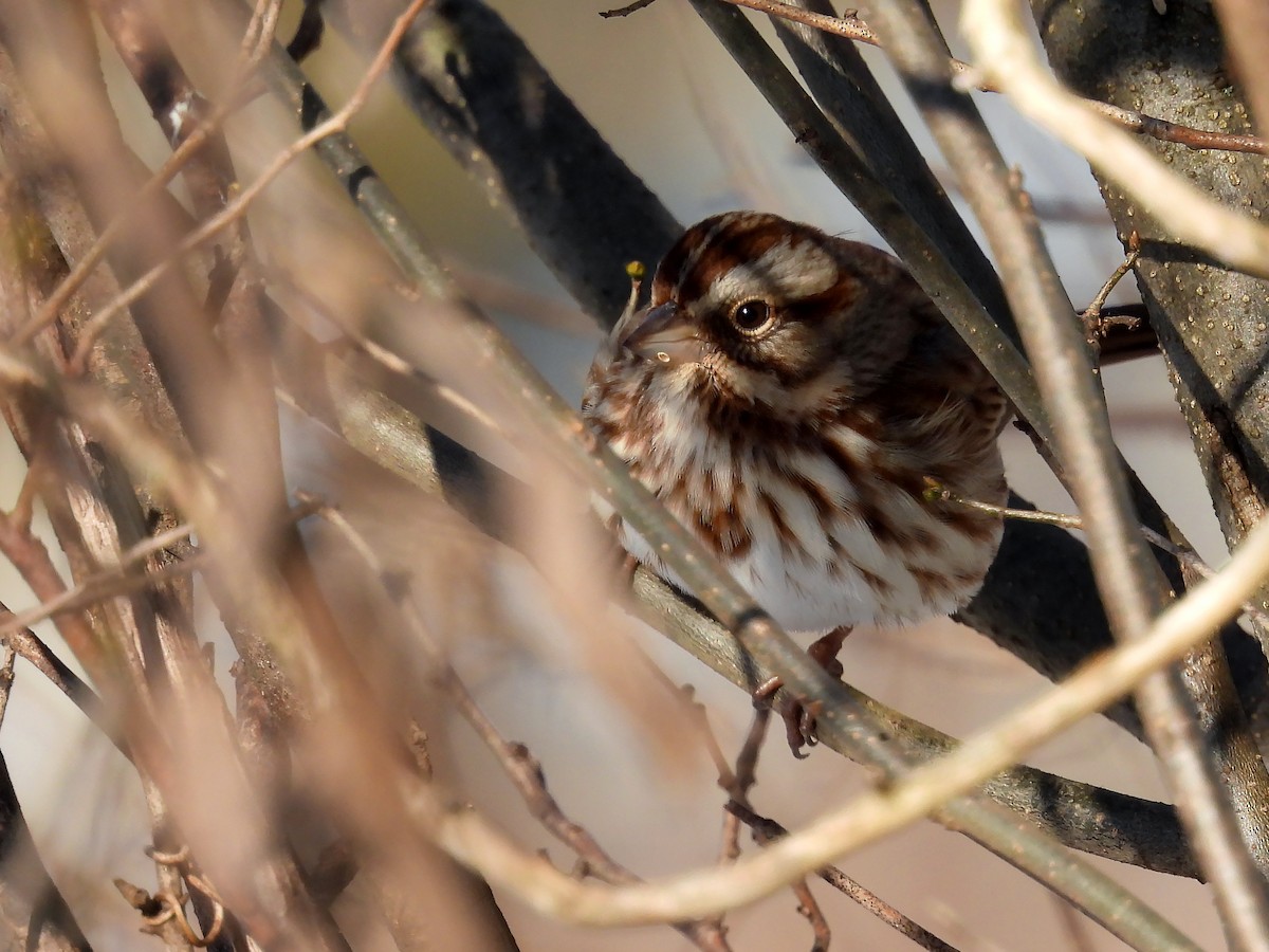 ウタスズメ - ML647179414