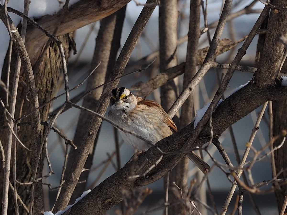 ノドジロシトド - ML647179415