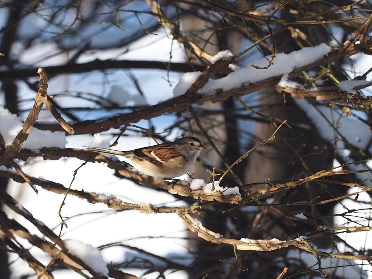 ムナフヒメドリ - ML647179416