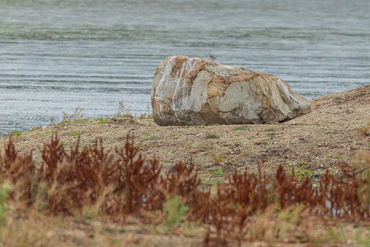 ハクセキレイ - ML647179417