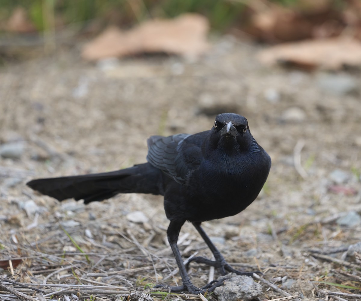 オナガクロムクドリモドキ - ML647179418