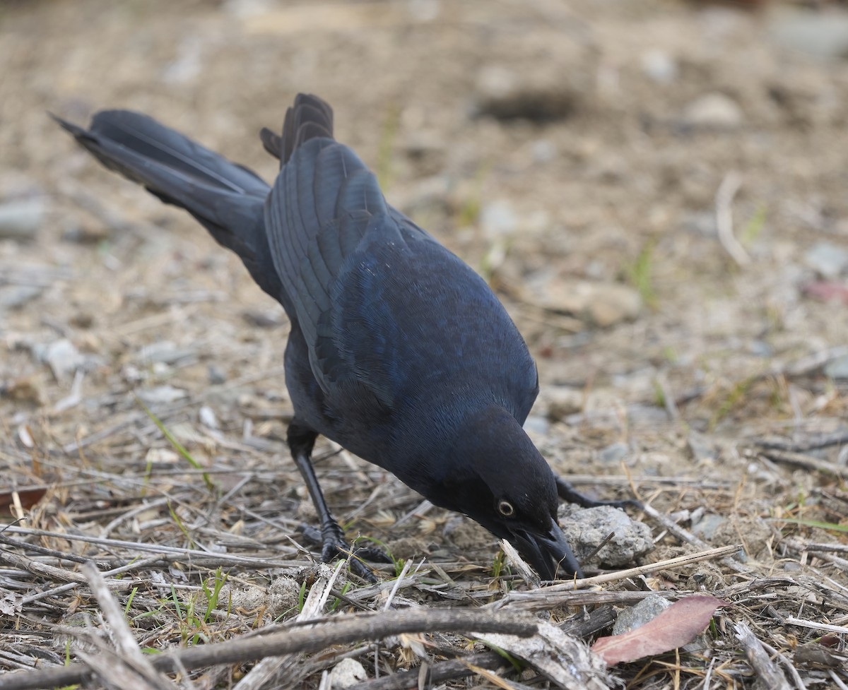 オナガクロムクドリモドキ - ML647179419