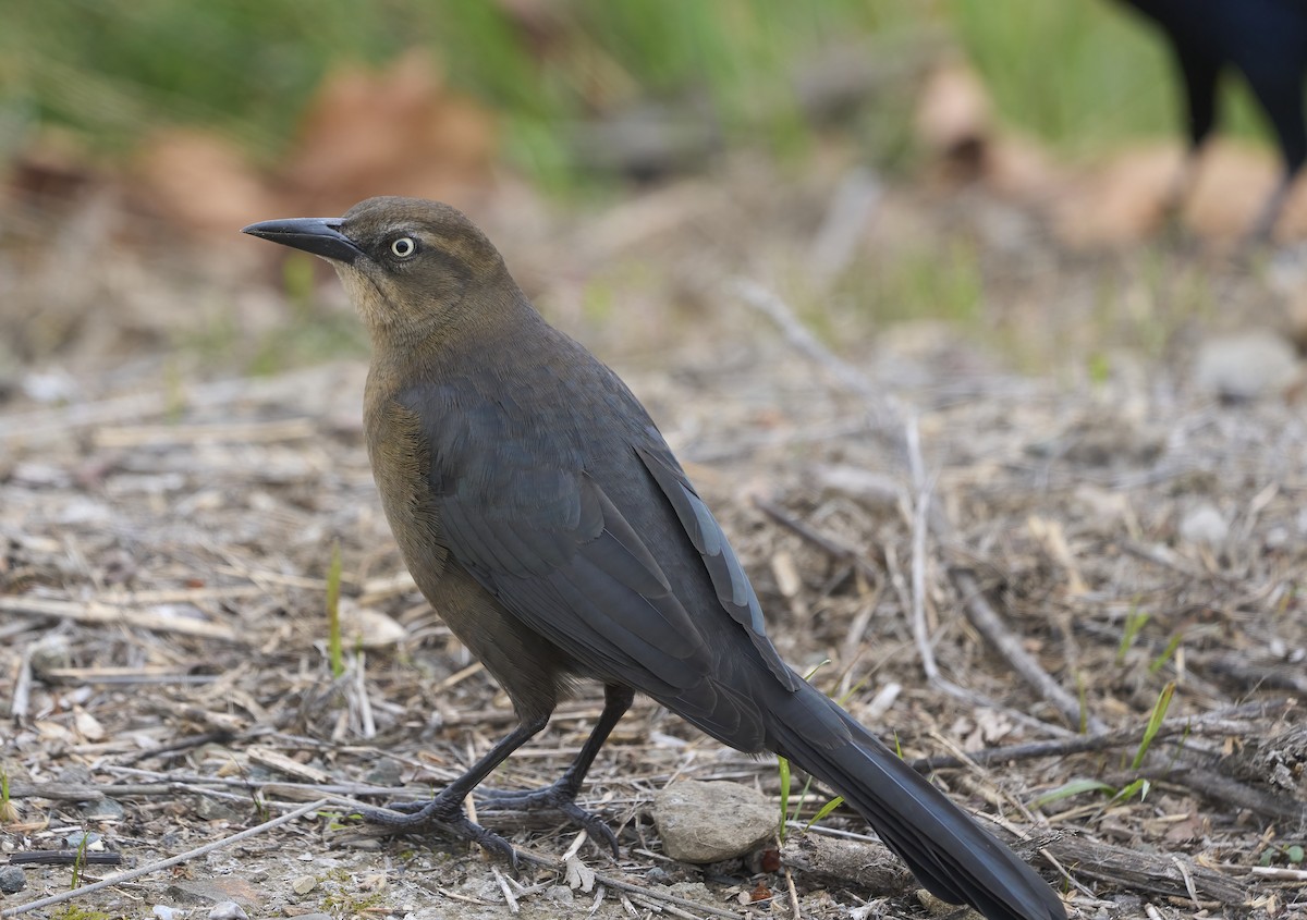 オナガクロムクドリモドキ - ML647179420