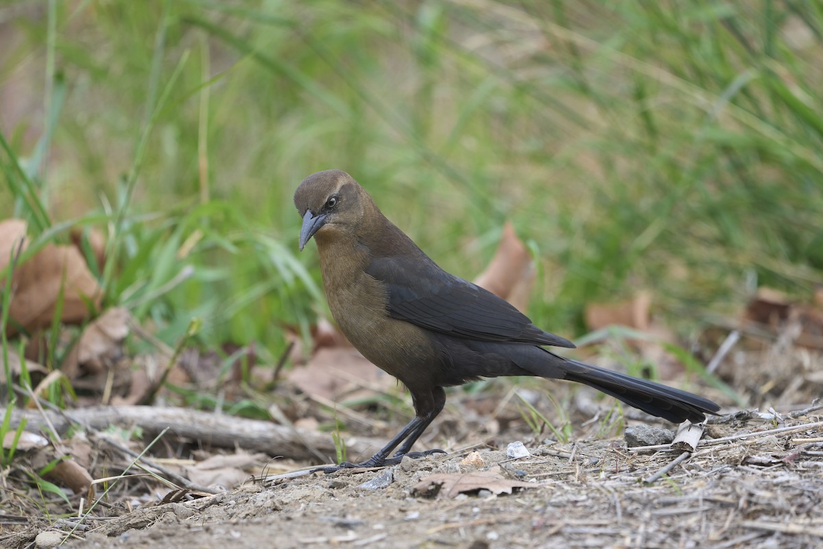 オナガクロムクドリモドキ - ML647179421