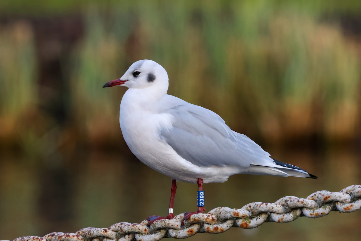 ユリカモメ - ML647179422