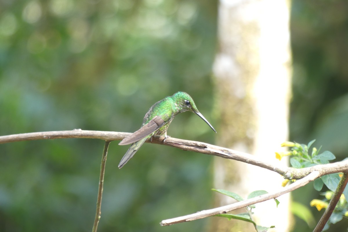 エンビテリハチドリ - ML647179423