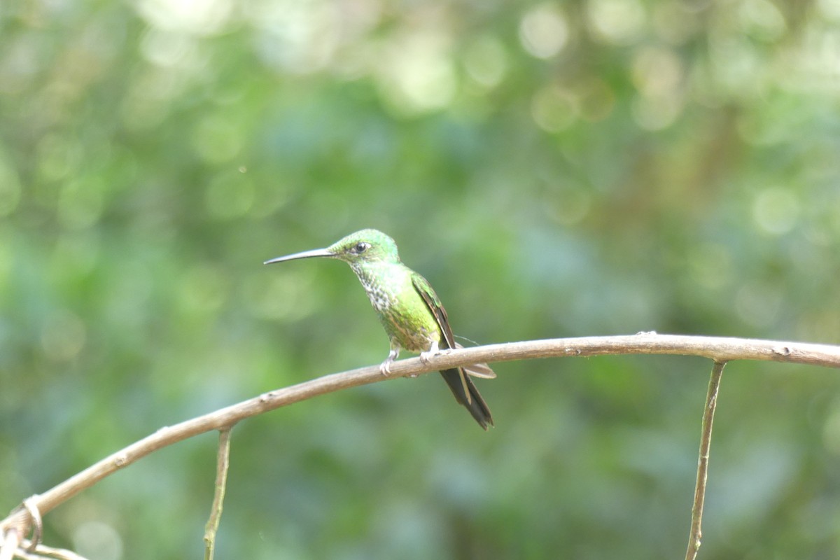 エンビテリハチドリ - ML647179424