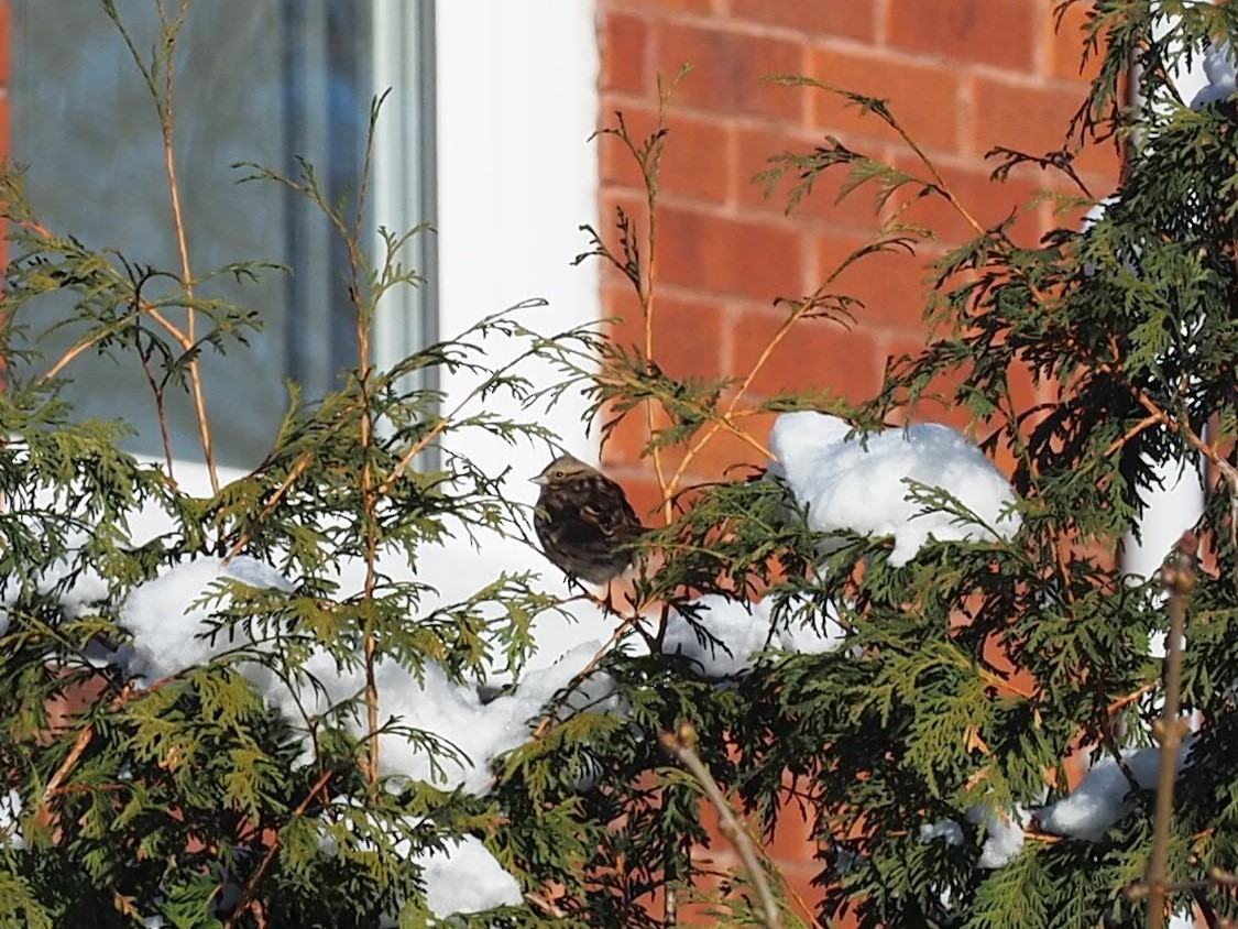 ウタスズメ - ML647179425