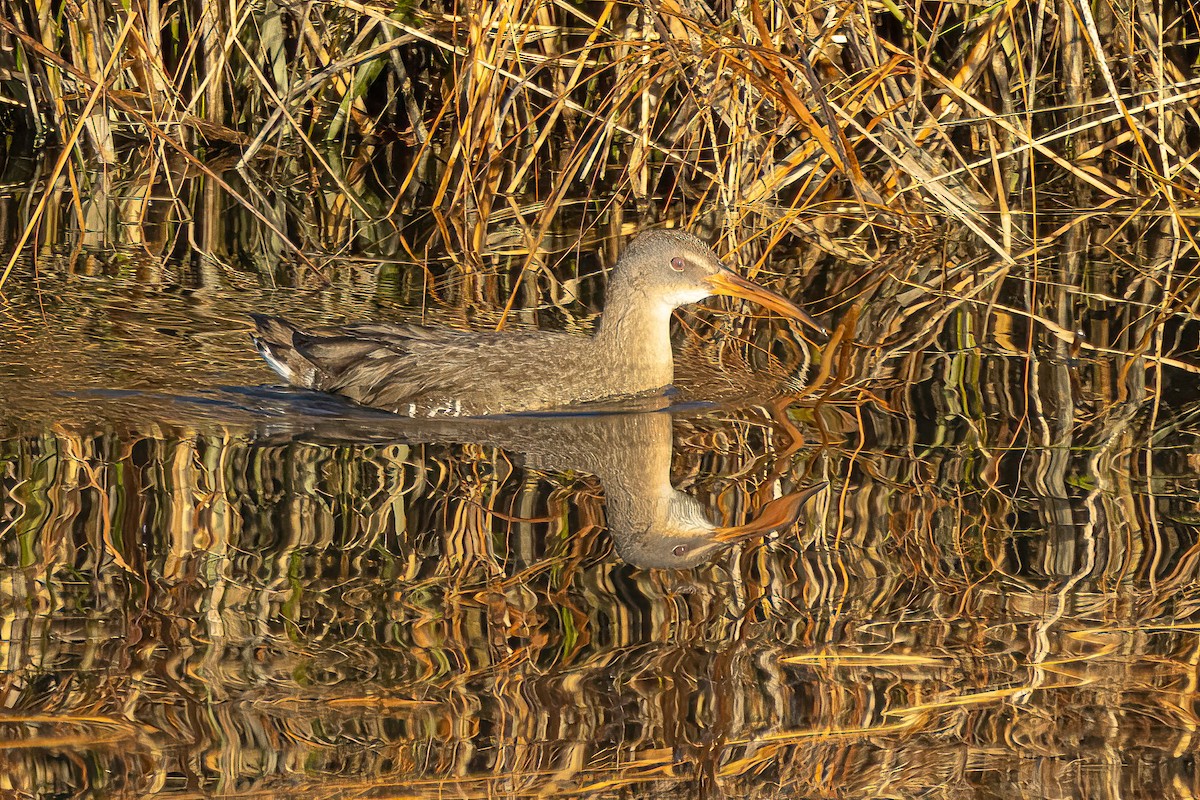 ヒガシオニクイナ - ML647179426