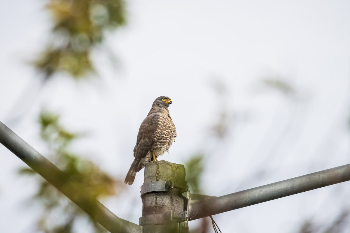 オオハシノスリ - ML647179433