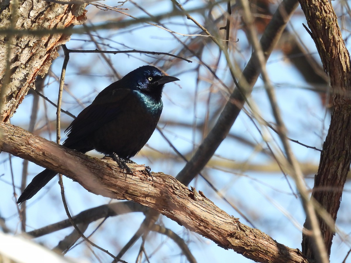 Пурпурный гракл - ML647179434