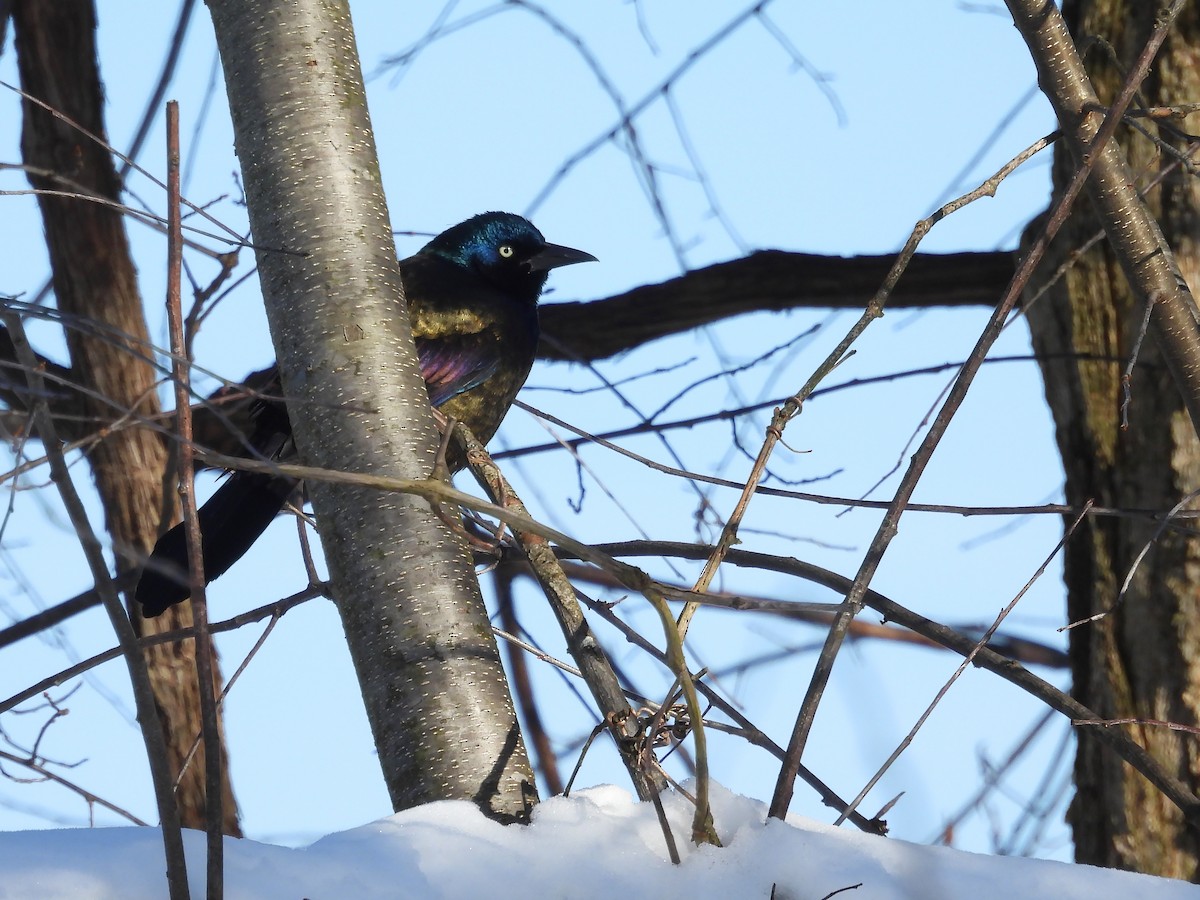 Пурпурный гракл - ML647179435