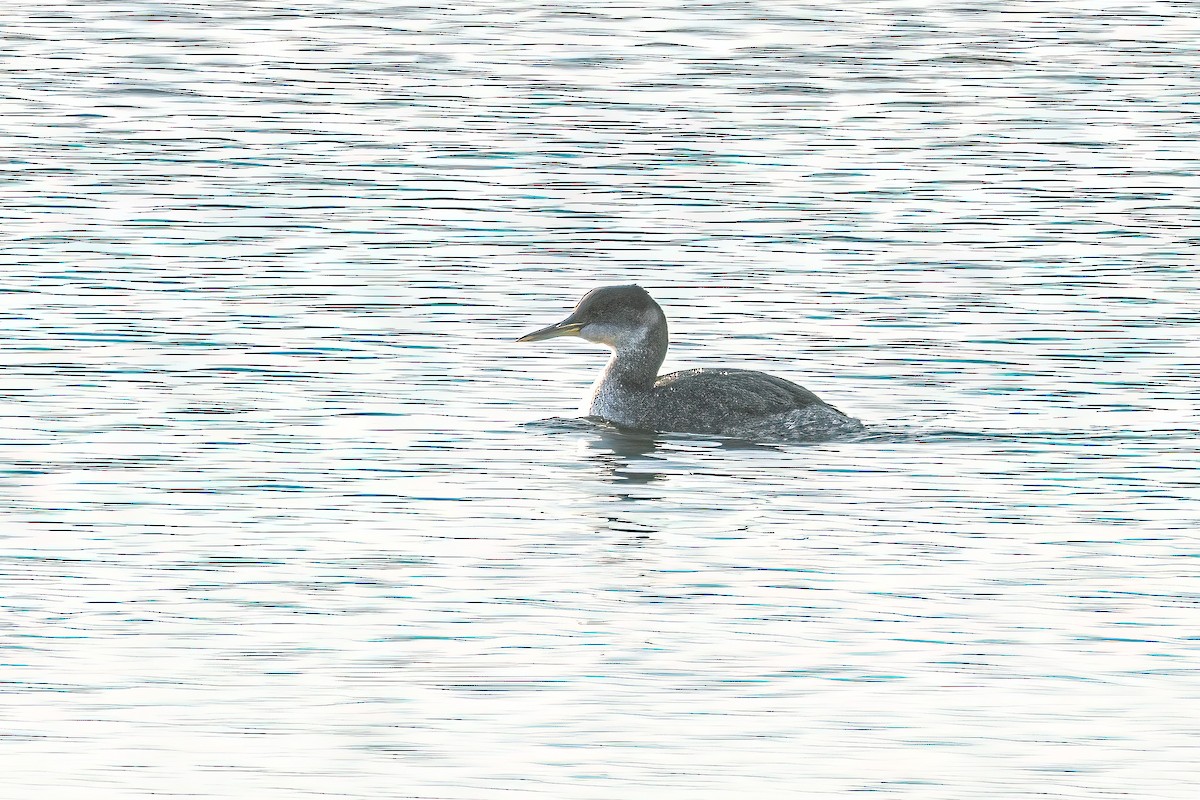 アカエリカイツブリ - ML647179436