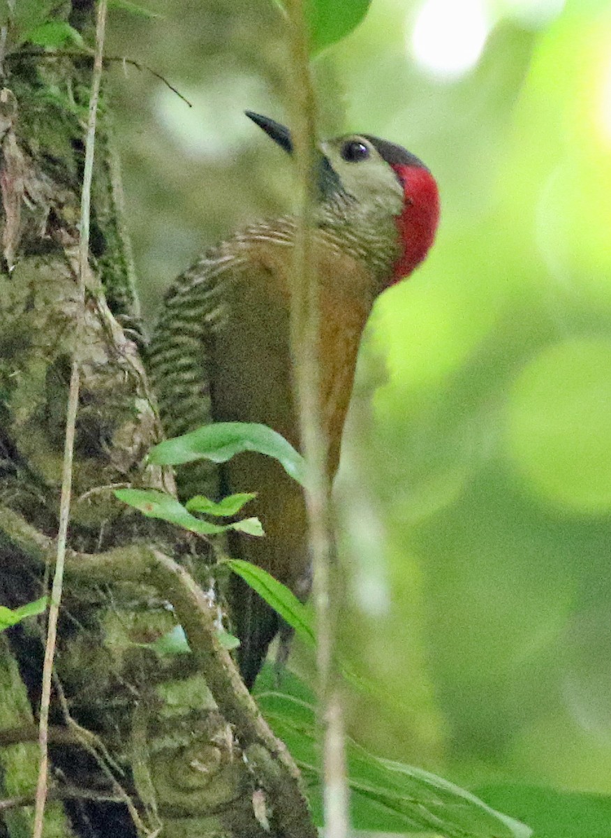 Golden-olive Woodpecker - ML647179441