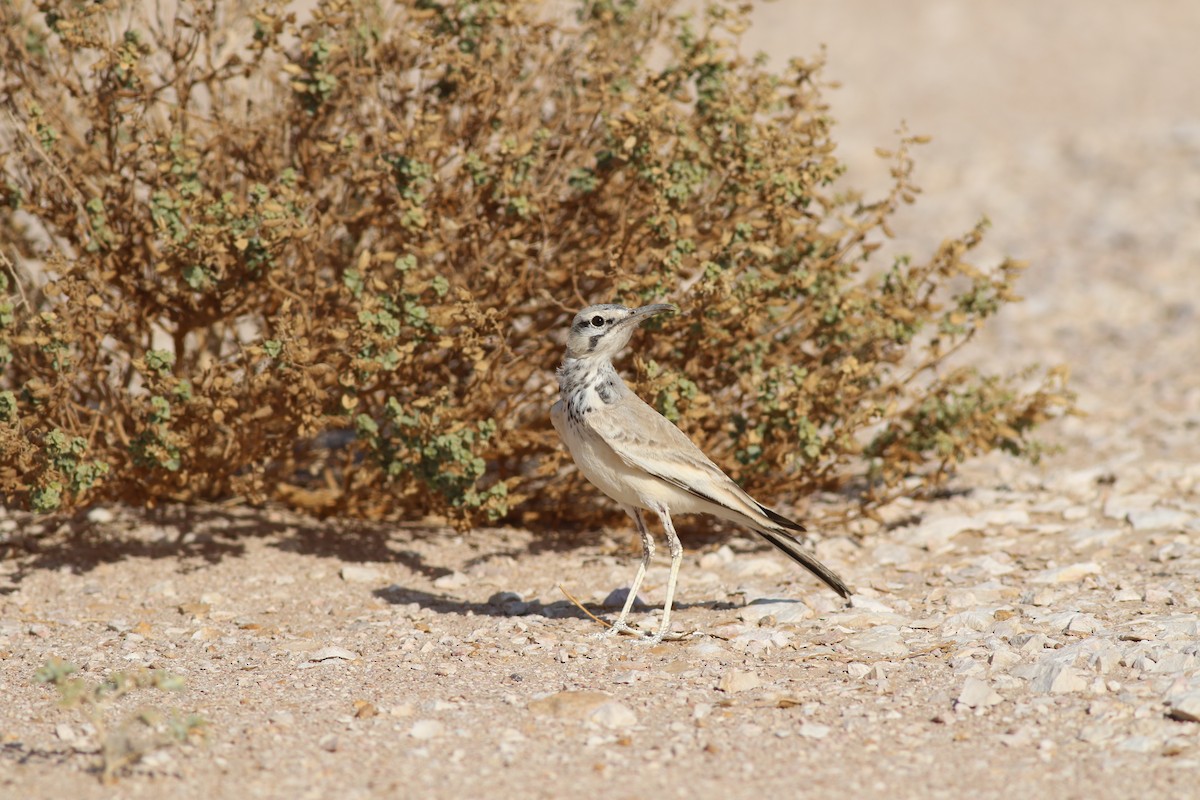 ハシナガヒバリ - ML647179443