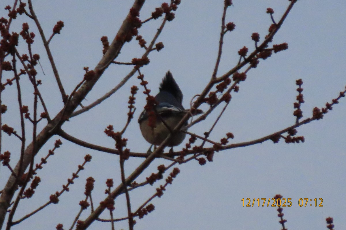 Blue Jay - ML647179444