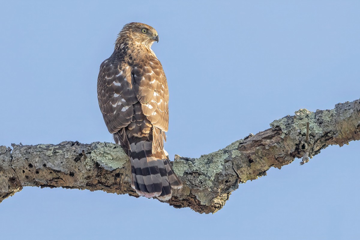 クーパーハイタカ - ML647179445