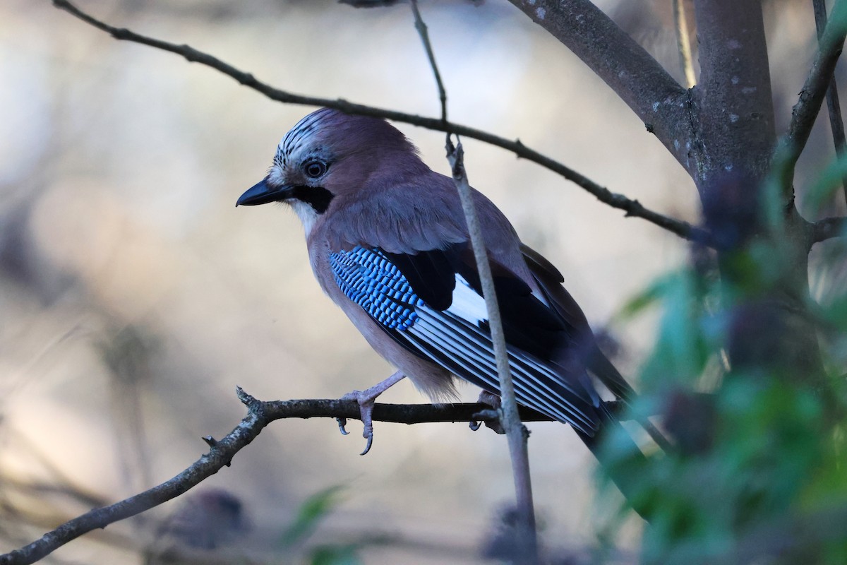 Eurasian Jay - ML647179450
