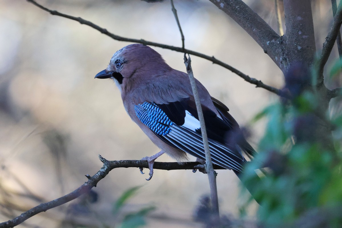 Eurasian Jay - ML647179451