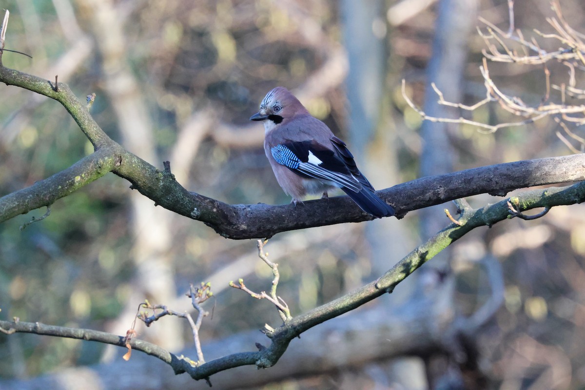 Eurasian Jay - ML647179452