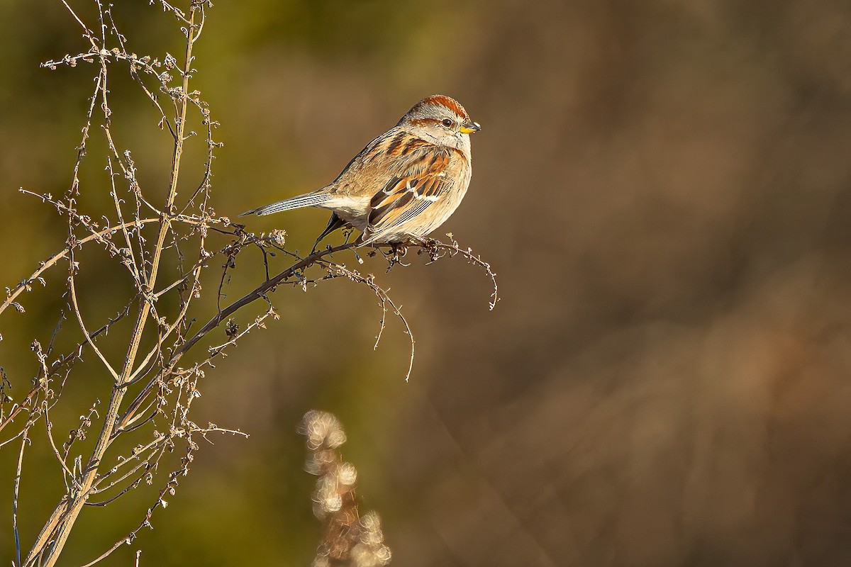 American Tree Sparrow - ML647179458