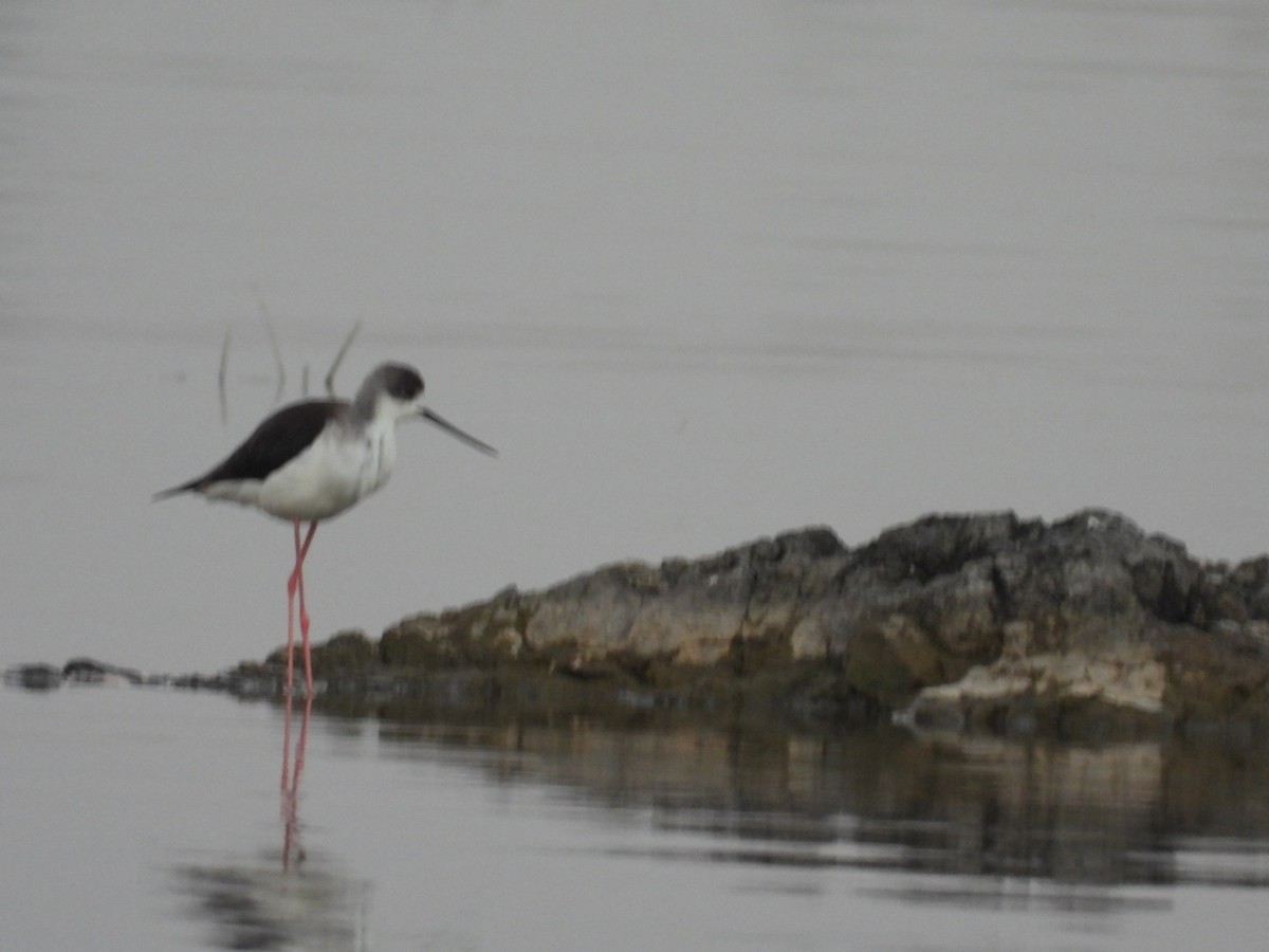 Black-winged Stilt - ML647179459