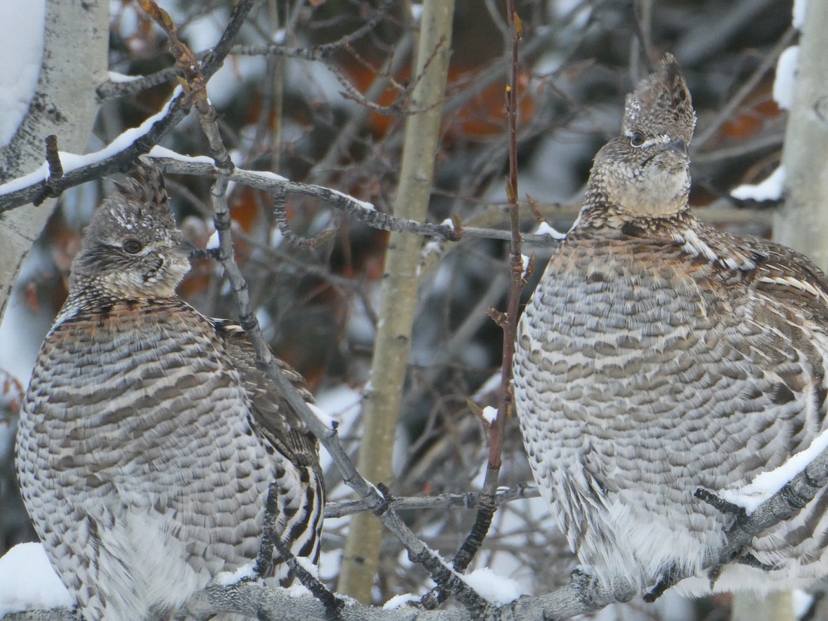 Ruffed Grouse - ML647179466