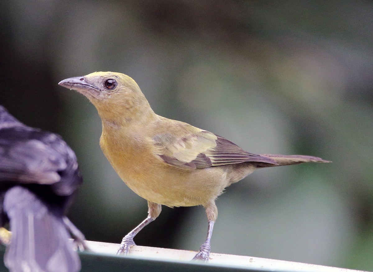 Palm Tanager - ML647179475
